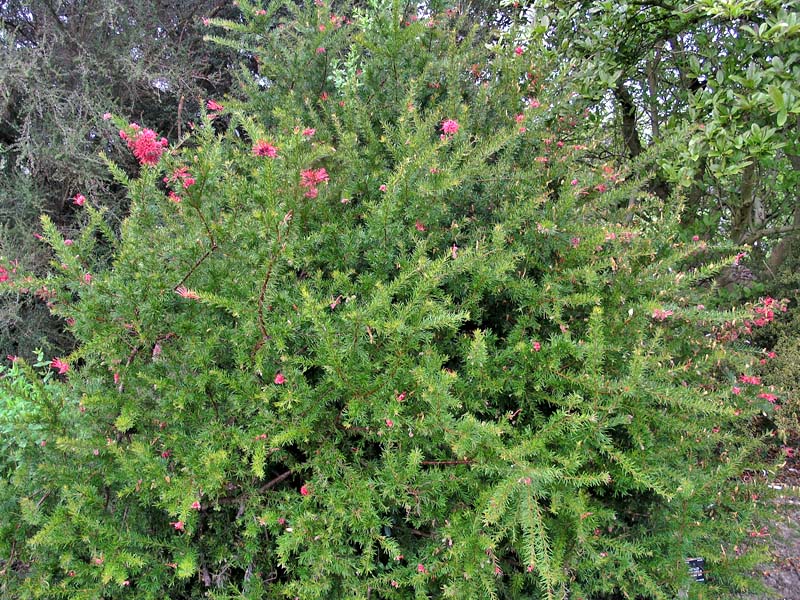 Grevillea rosmarinifolia, form.
